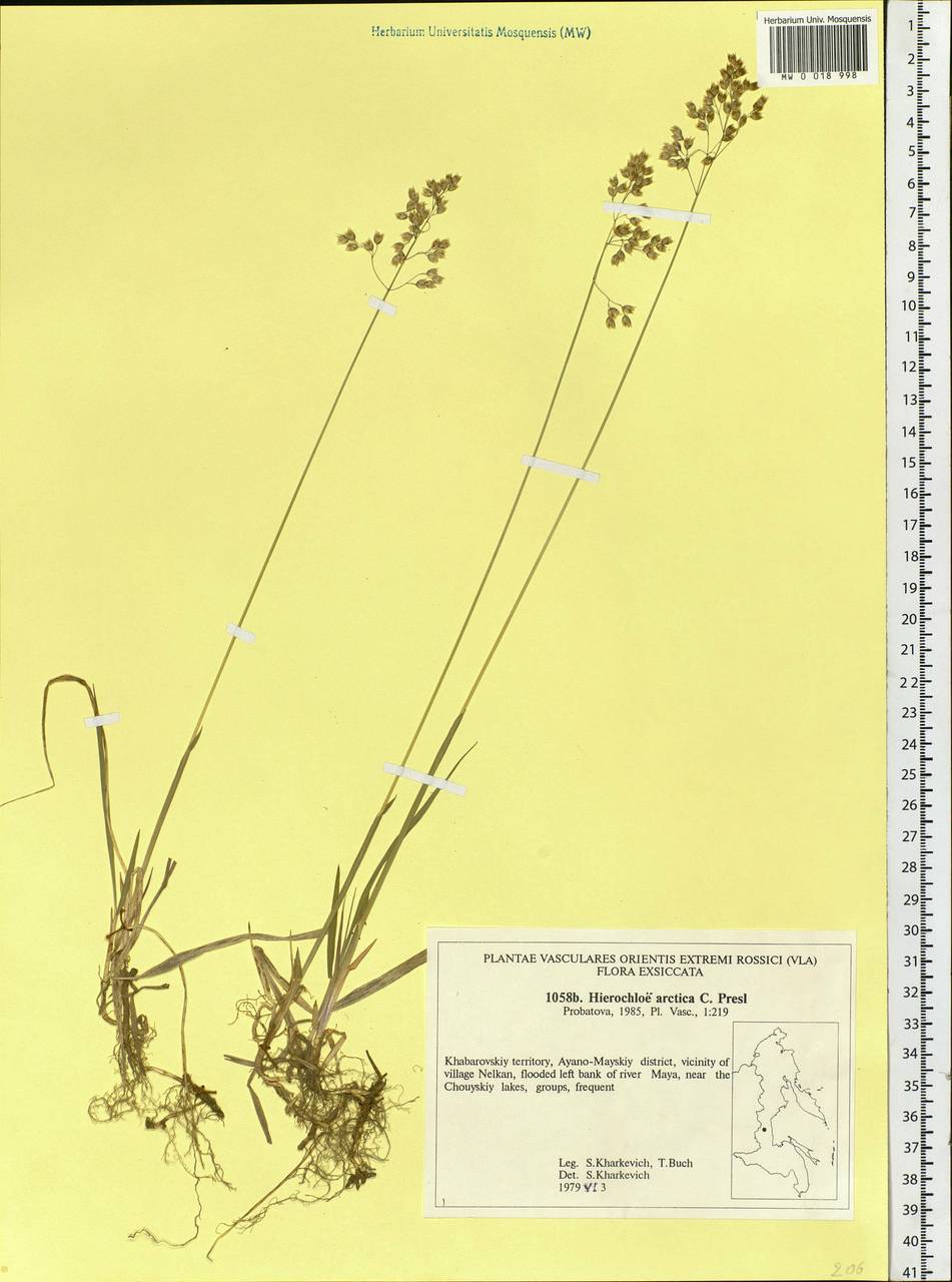 Anthoxanthum nitens (Weber) Y.Schouten & Veldkamp, Сибирь, Дальний Восток (S6) (Россия)