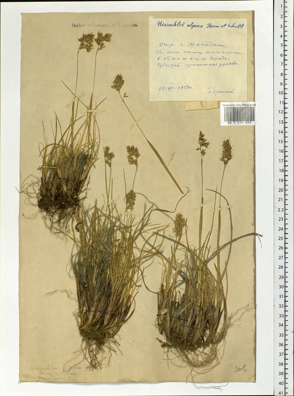 Anthoxanthum monticola (Bigelow) Veldkamp, Сибирь, Чукотка и Камчатка (S7) (Россия)
