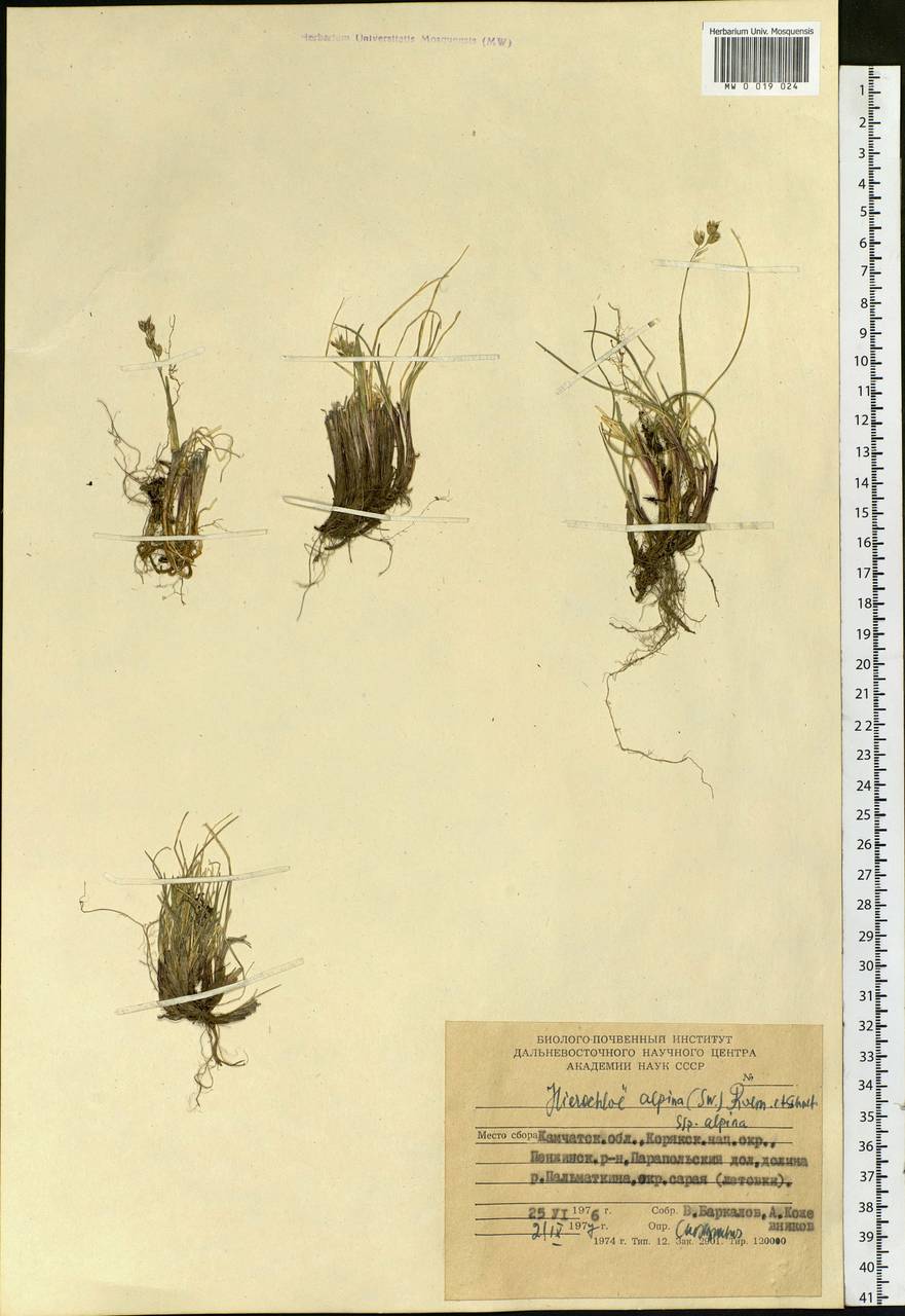 Anthoxanthum monticola (Bigelow) Veldkamp, Сибирь, Чукотка и Камчатка (S7) (Россия)