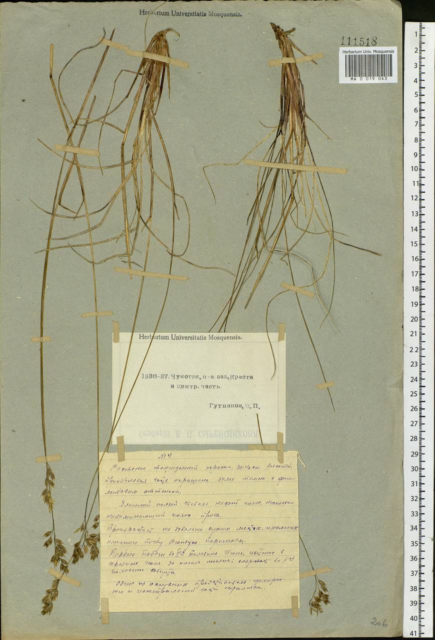 Anthoxanthum monticola (Bigelow) Veldkamp, Сибирь, Чукотка и Камчатка (S7) (Россия)