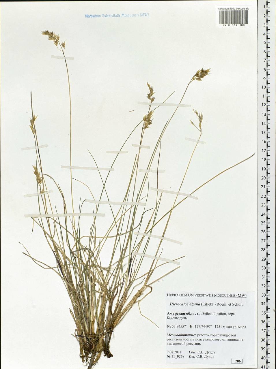 Anthoxanthum monticola (Bigelow) Veldkamp, Сибирь, Дальний Восток (S6) (Россия)