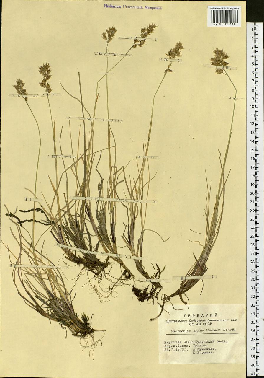 Anthoxanthum monticola (Bigelow) Veldkamp, Сибирь, Якутия (S5) (Россия)
