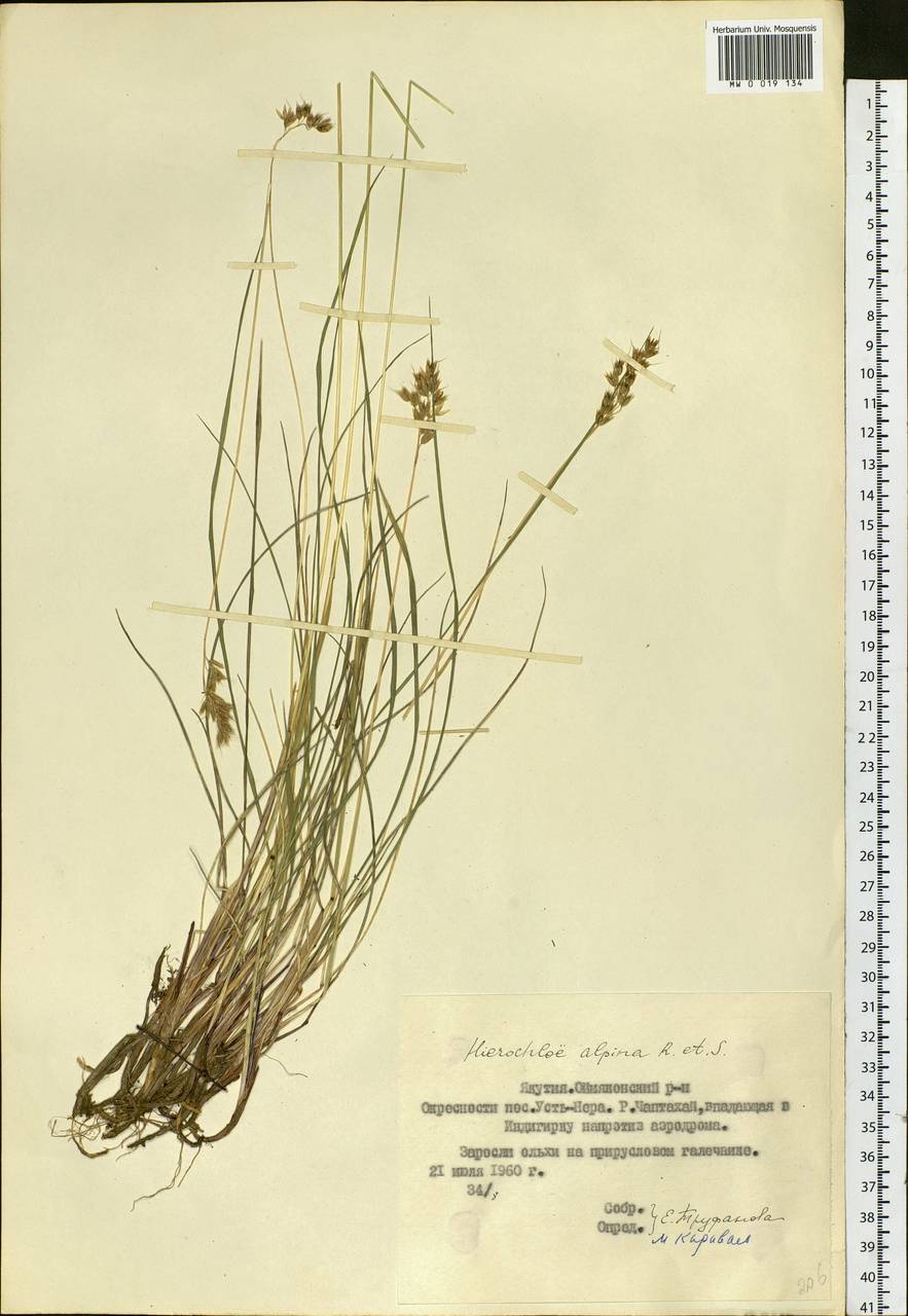 Anthoxanthum monticola (Bigelow) Veldkamp, Сибирь, Якутия (S5) (Россия)