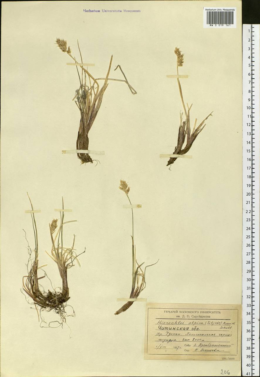 Anthoxanthum monticola (Bigelow) Veldkamp, Сибирь, Прибайкалье и Забайкалье (S4) (Россия)