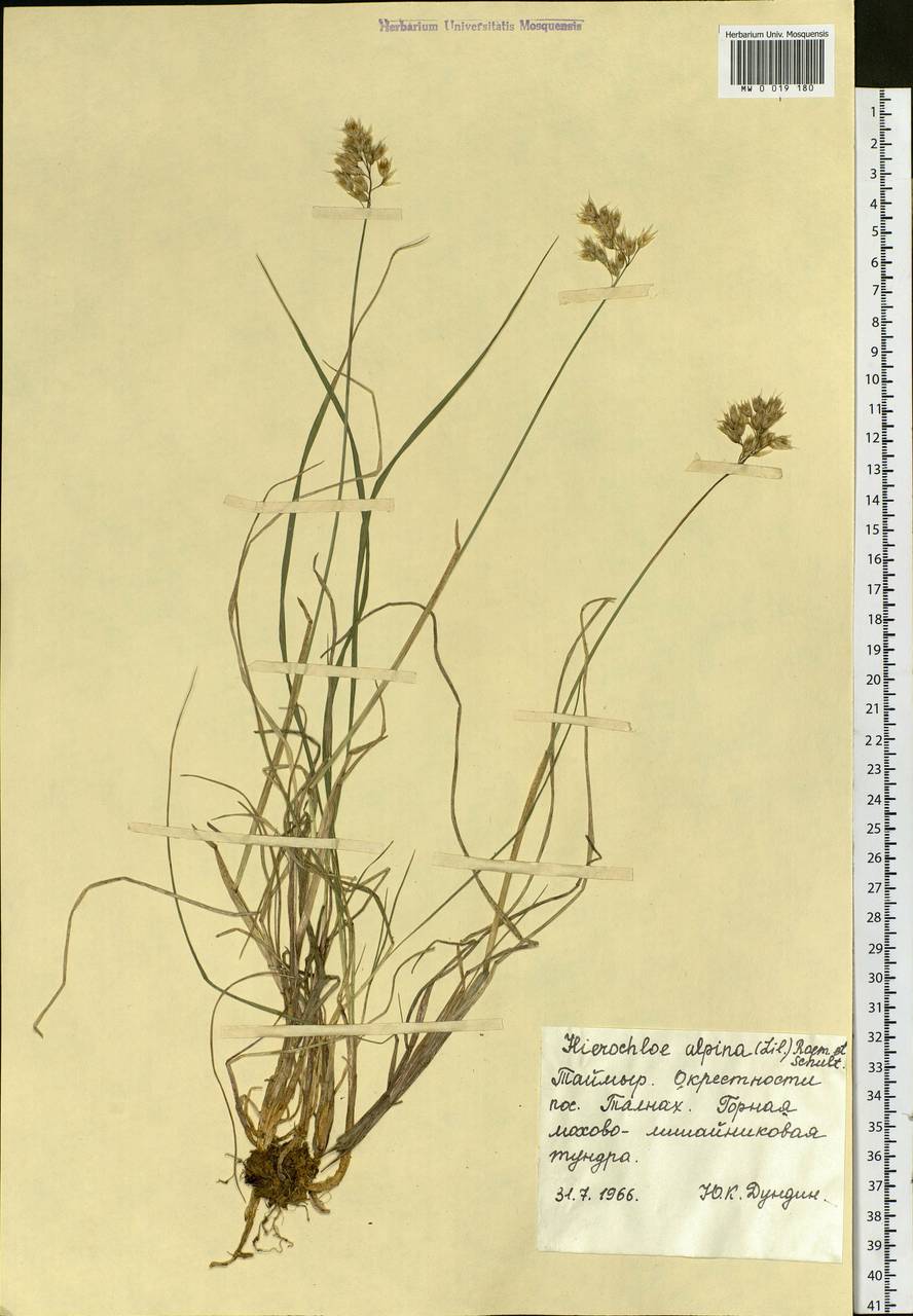Anthoxanthum monticola (Bigelow) Veldkamp, Сибирь, Центральная Сибирь (S3) (Россия)