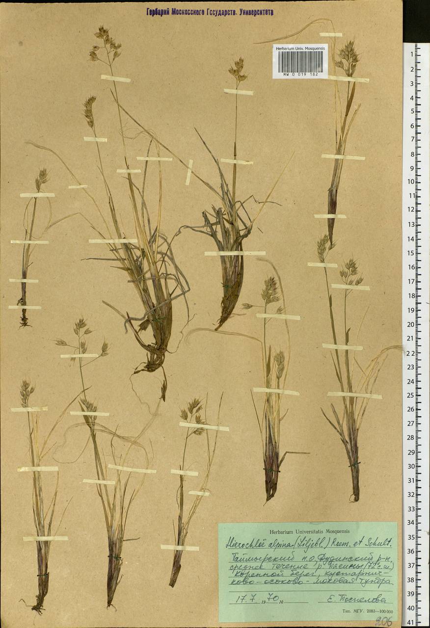 Anthoxanthum monticola (Bigelow) Veldkamp, Сибирь, Центральная Сибирь (S3) (Россия)