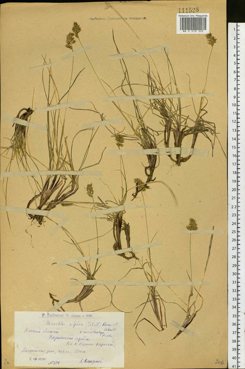 Anthoxanthum monticola (Bigelow) Veldkamp, Сибирь, Западный (Казахстанский) Алтай (S2a) (Казахстан)