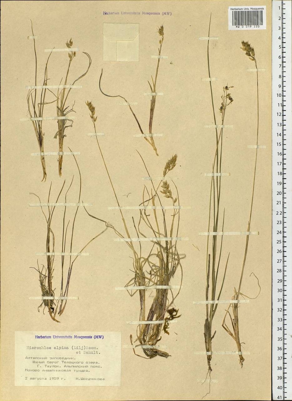 Anthoxanthum monticola (Bigelow) Veldkamp, Сибирь, Алтай и Саяны (S2) (Россия)