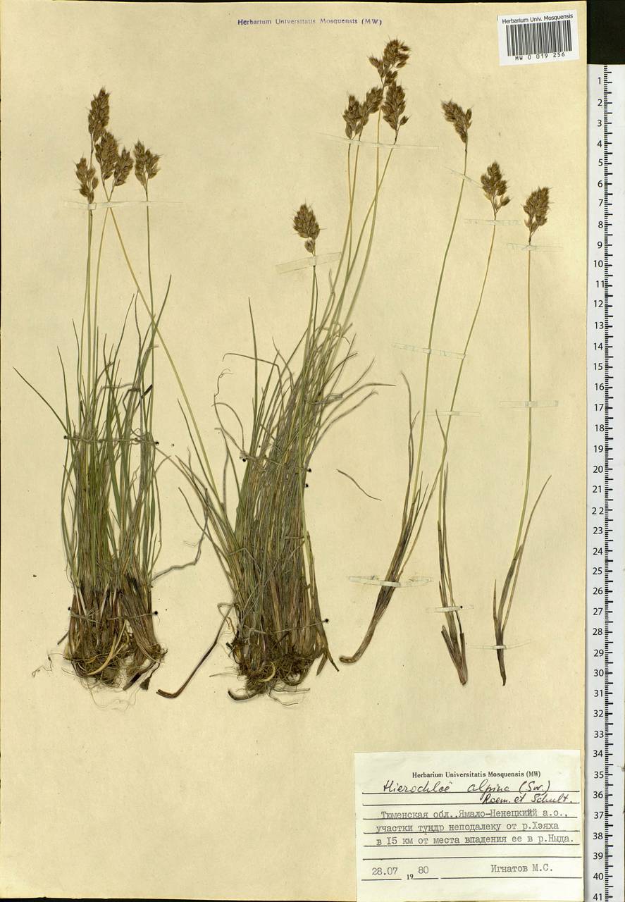Anthoxanthum monticola (Bigelow) Veldkamp, Сибирь, Западная Сибирь (S1) (Россия)