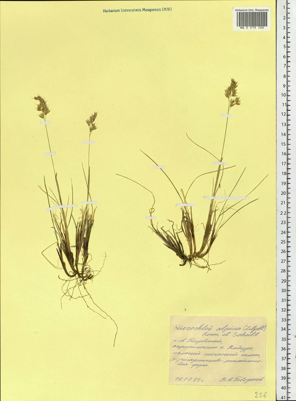 Anthoxanthum monticola (Bigelow) Veldkamp, Сибирь, Западная Сибирь (S1) (Россия)