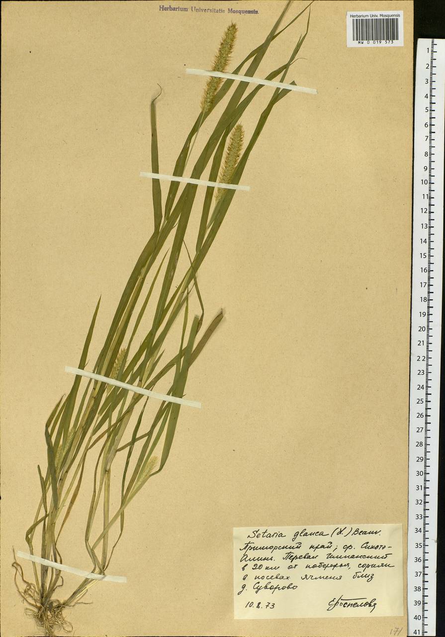 Setaria helvola (L.f.) Roem. & Schult., Сибирь, Дальний Восток (S6) (Россия)