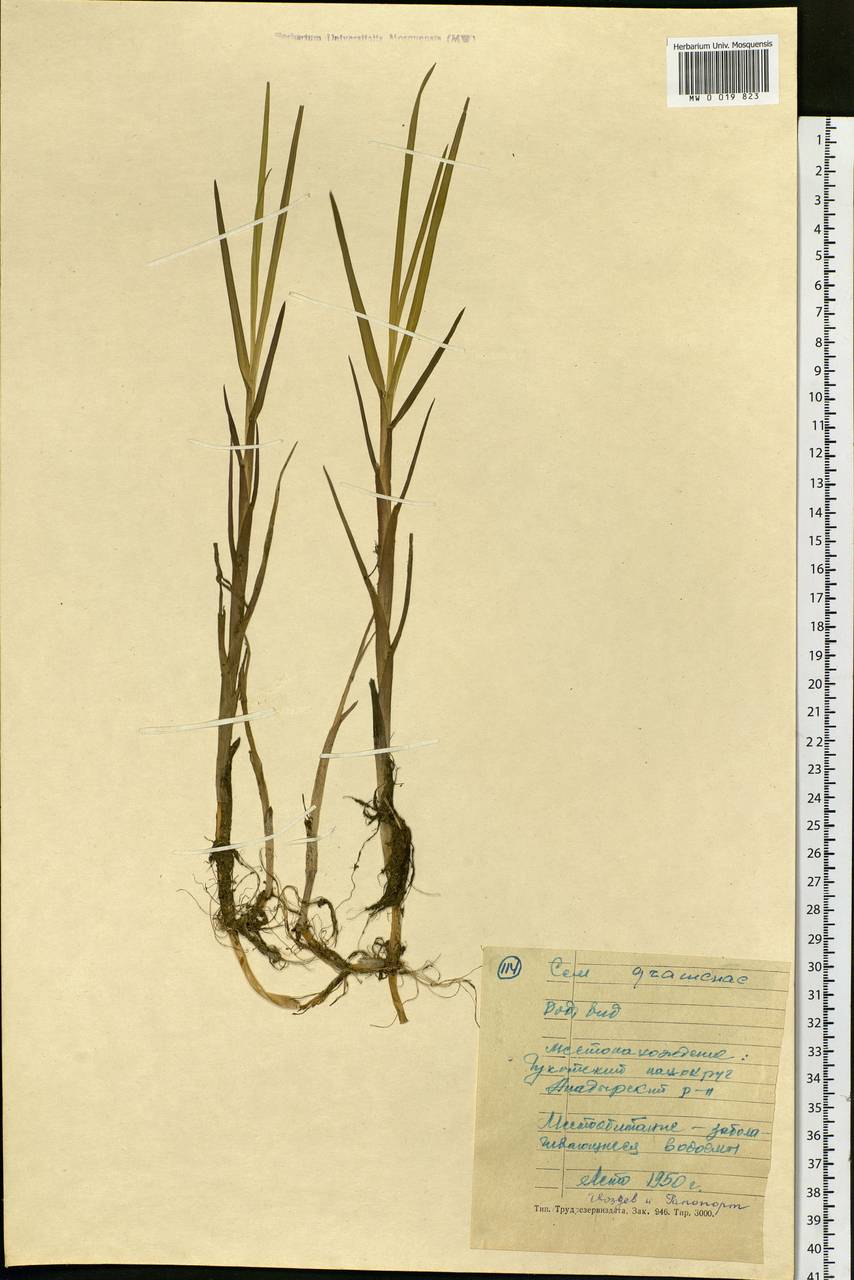 Poaceae, Сибирь, Чукотка и Камчатка (S7) (Россия)