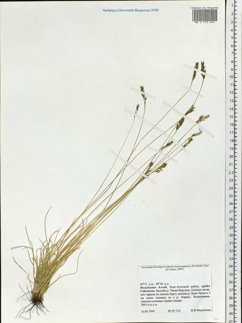 Poaceae, Сибирь, Алтай и Саяны (S2) (Россия)