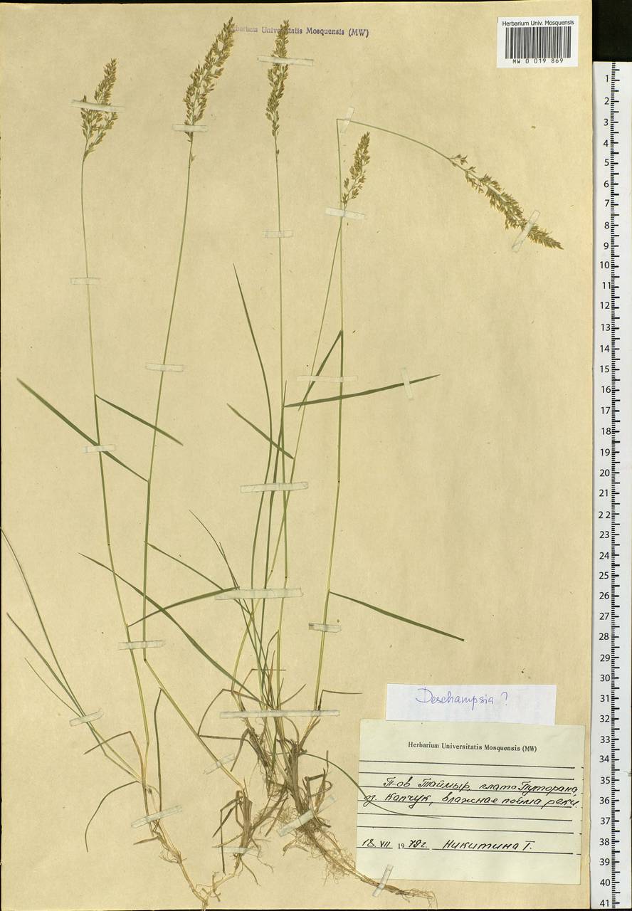 Poaceae, Сибирь, Центральная Сибирь (S3) (Россия)