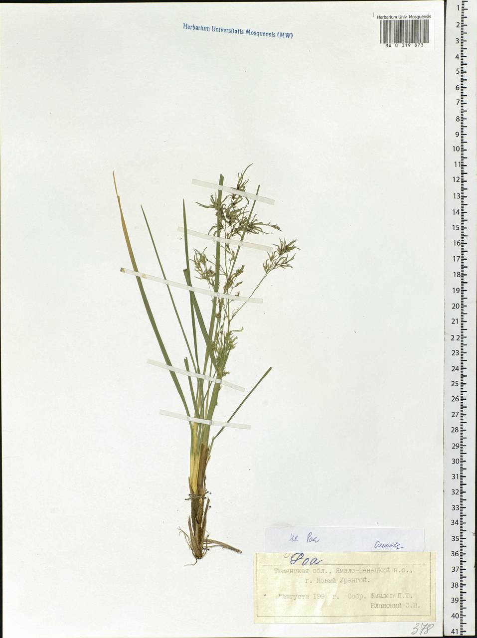 Poaceae, Сибирь, Западная Сибирь (S1) (Россия)