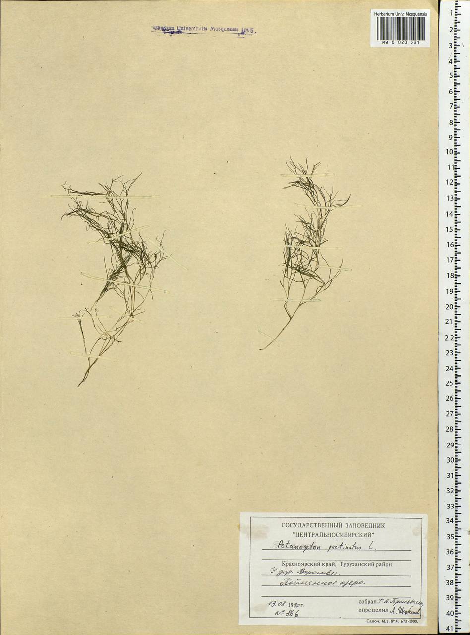 Штукения гребенчатая, Рдест гребенчатый (L.) Börner, Сибирь, Центральная Сибирь (S3) (Россия)