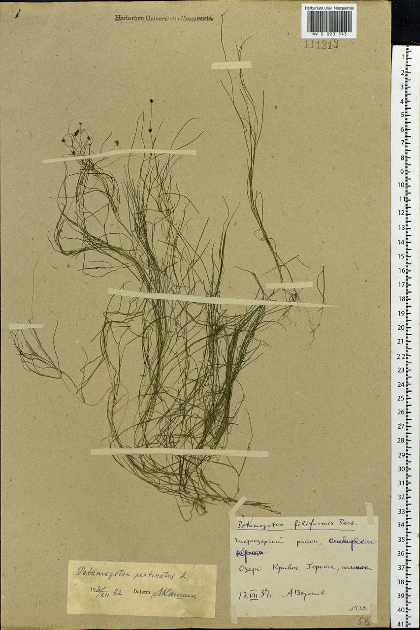 Штукения гребенчатая, Рдест гребенчатый (L.) Börner, Сибирь, Западная Сибирь (S1) (Россия)