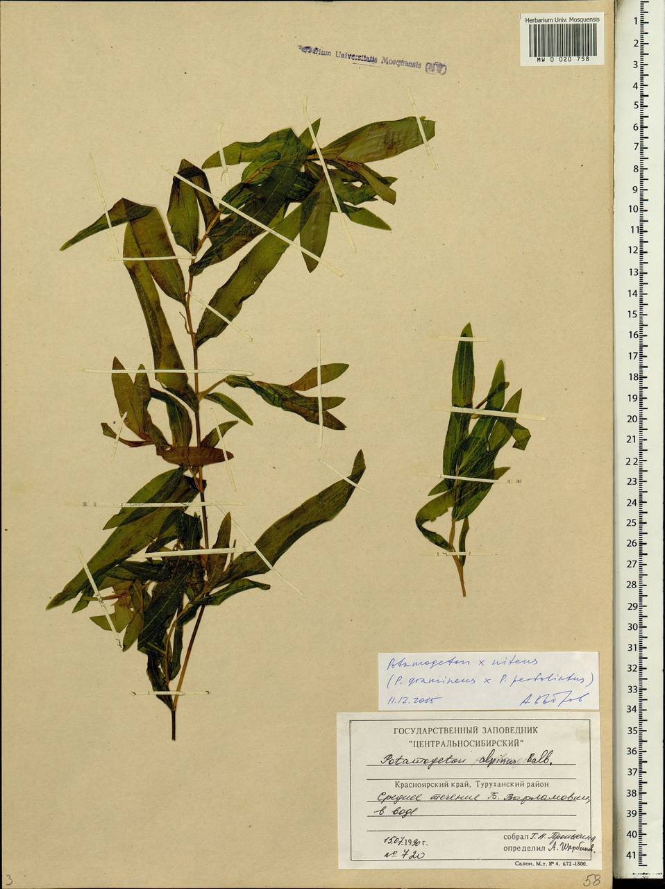 Potamogeton × nitens Weber, Сибирь, Центральная Сибирь (S3) (Россия)