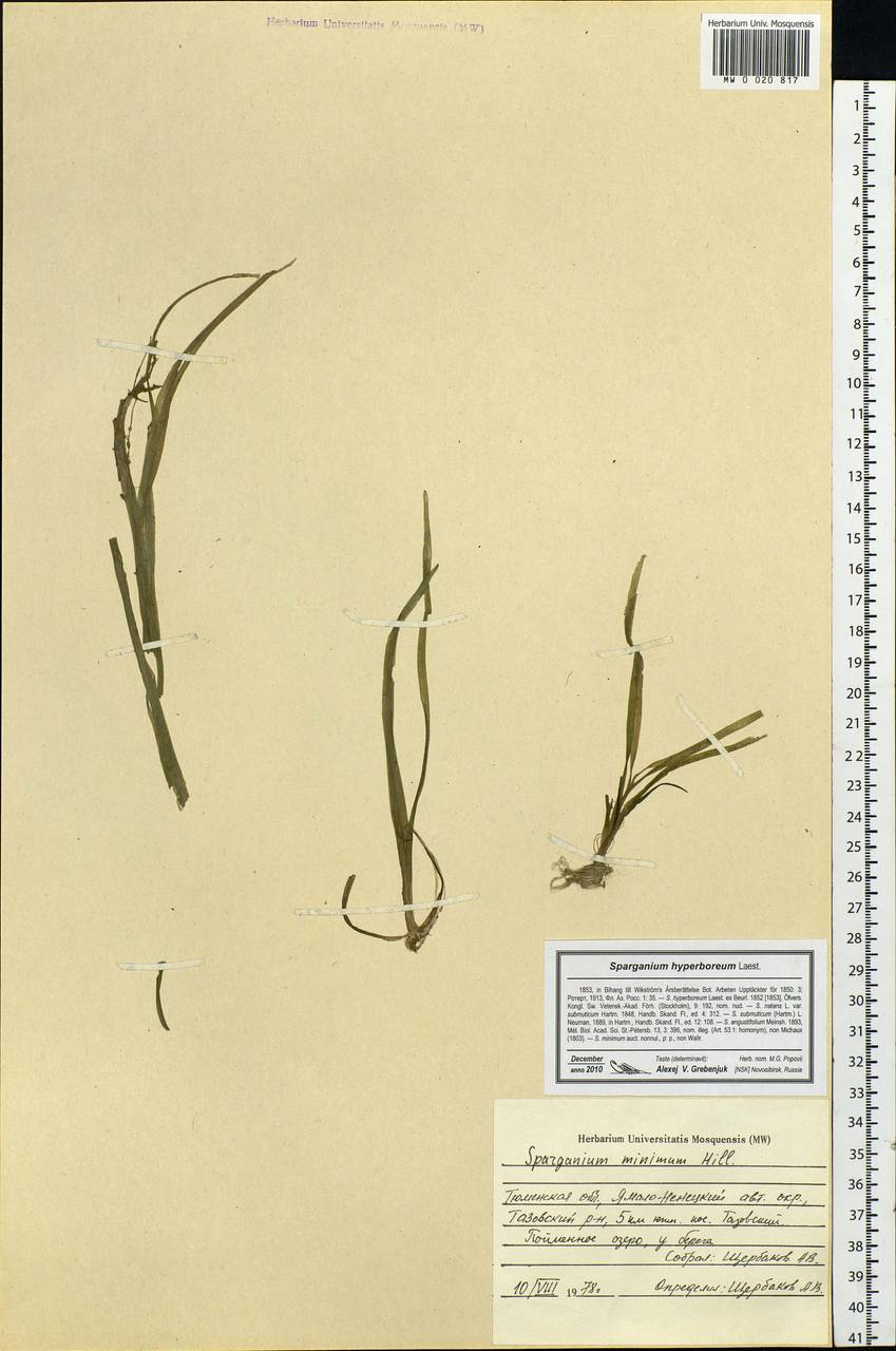 MW0020817, Sparganium hyperboreum (Ежеголовник северный ), specimen