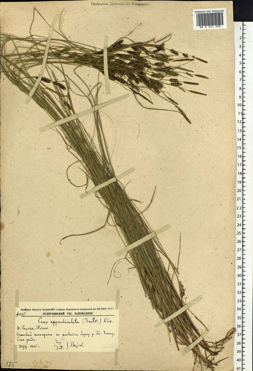 Осока придатконосная (Trautv. & C.A.Mey.) Kük., Сибирь, Дальний Восток (S6) (Россия)