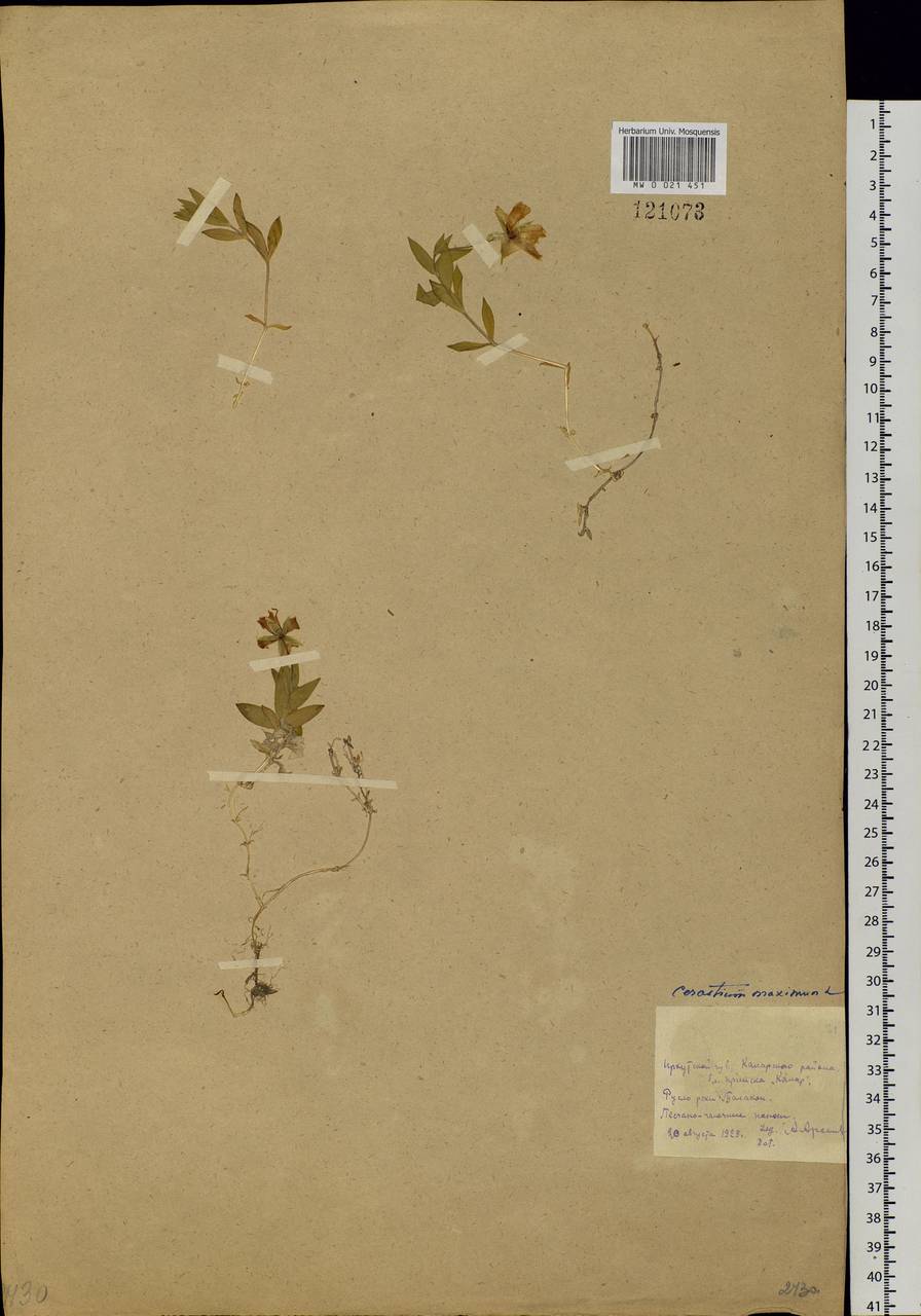 Dichodon maximum (L.) Á. Löve & D. Löve, Сибирь, Прибайкалье и Забайкалье (S4) (Россия)