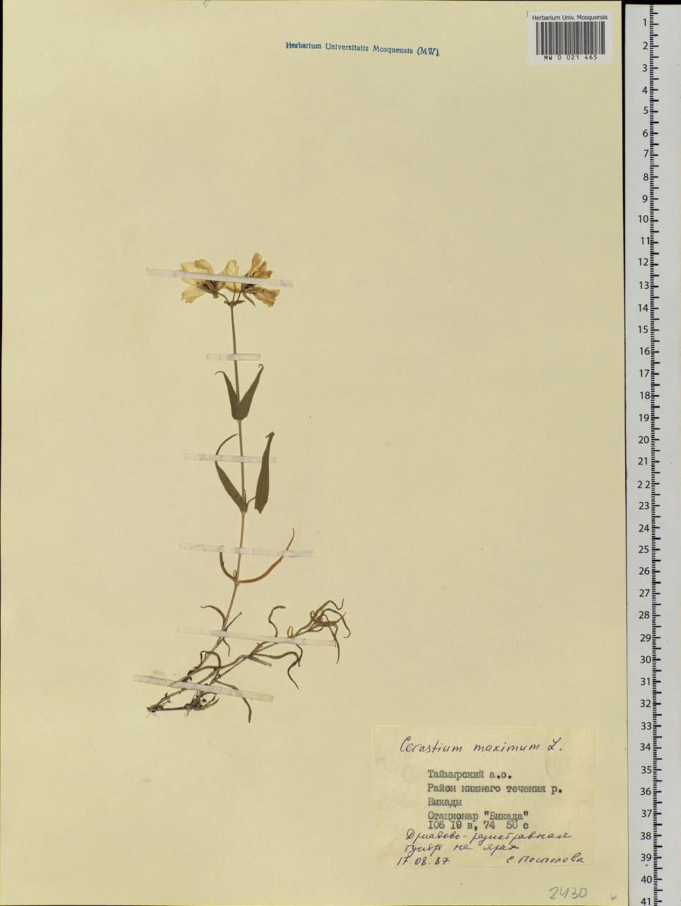 Dichodon maximum (L.) Á. Löve & D. Löve, Сибирь, Центральная Сибирь (S3) (Россия)