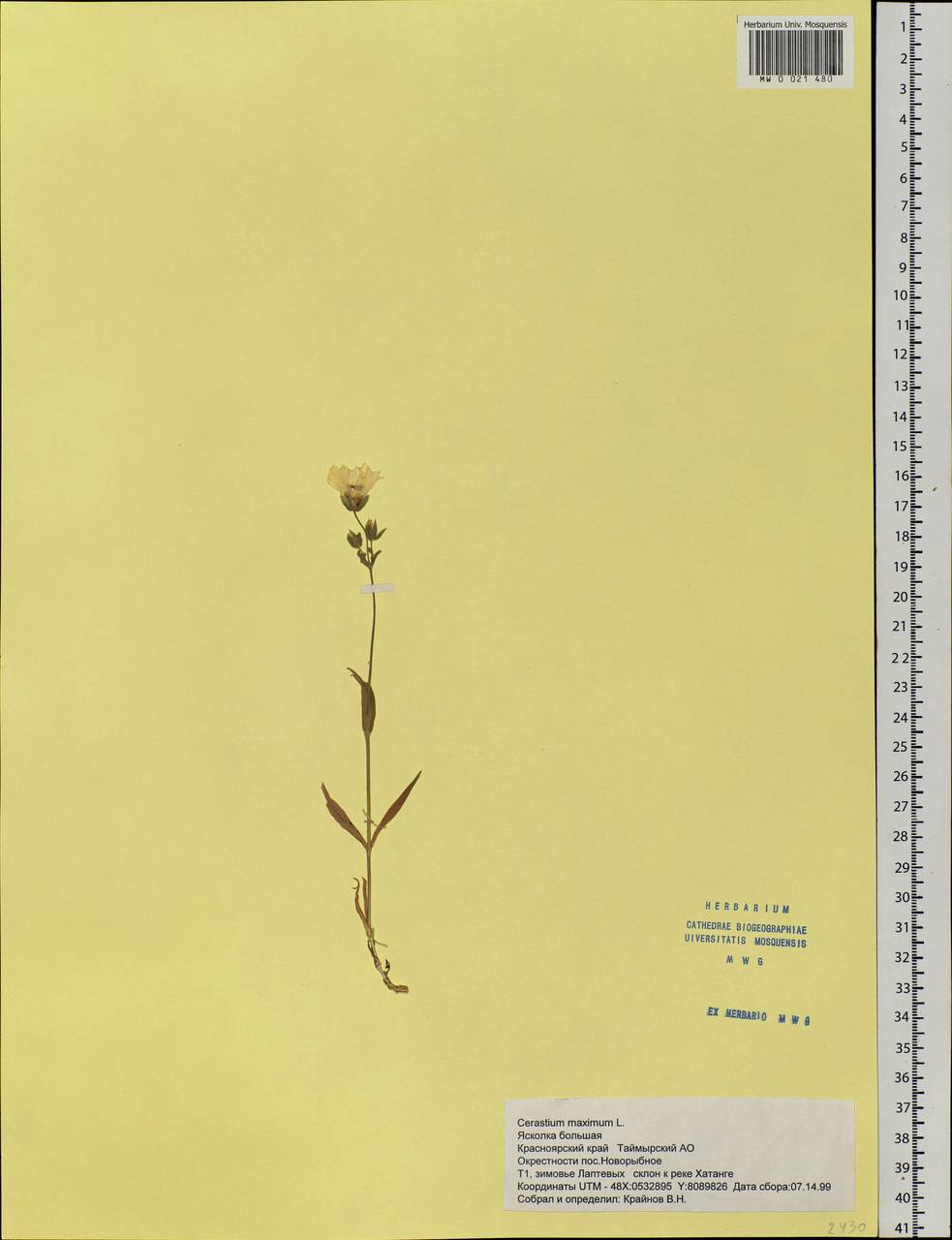 Dichodon maximum (L.) Á. Löve & D. Löve, Сибирь, Центральная Сибирь (S3) (Россия)
