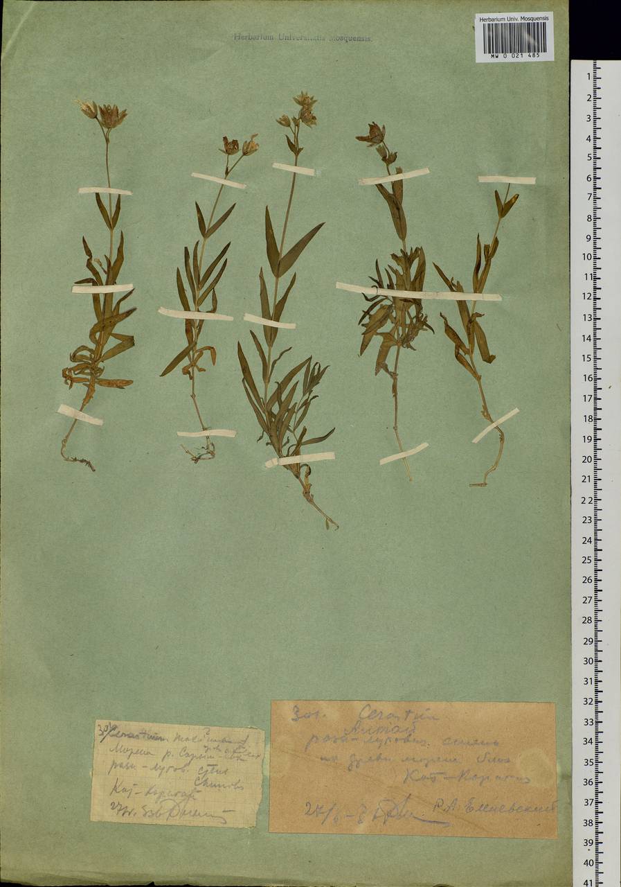 Dichodon maximum (L.) Á. Löve & D. Löve, Сибирь, Западный (Казахстанский) Алтай (S2a) (Казахстан)