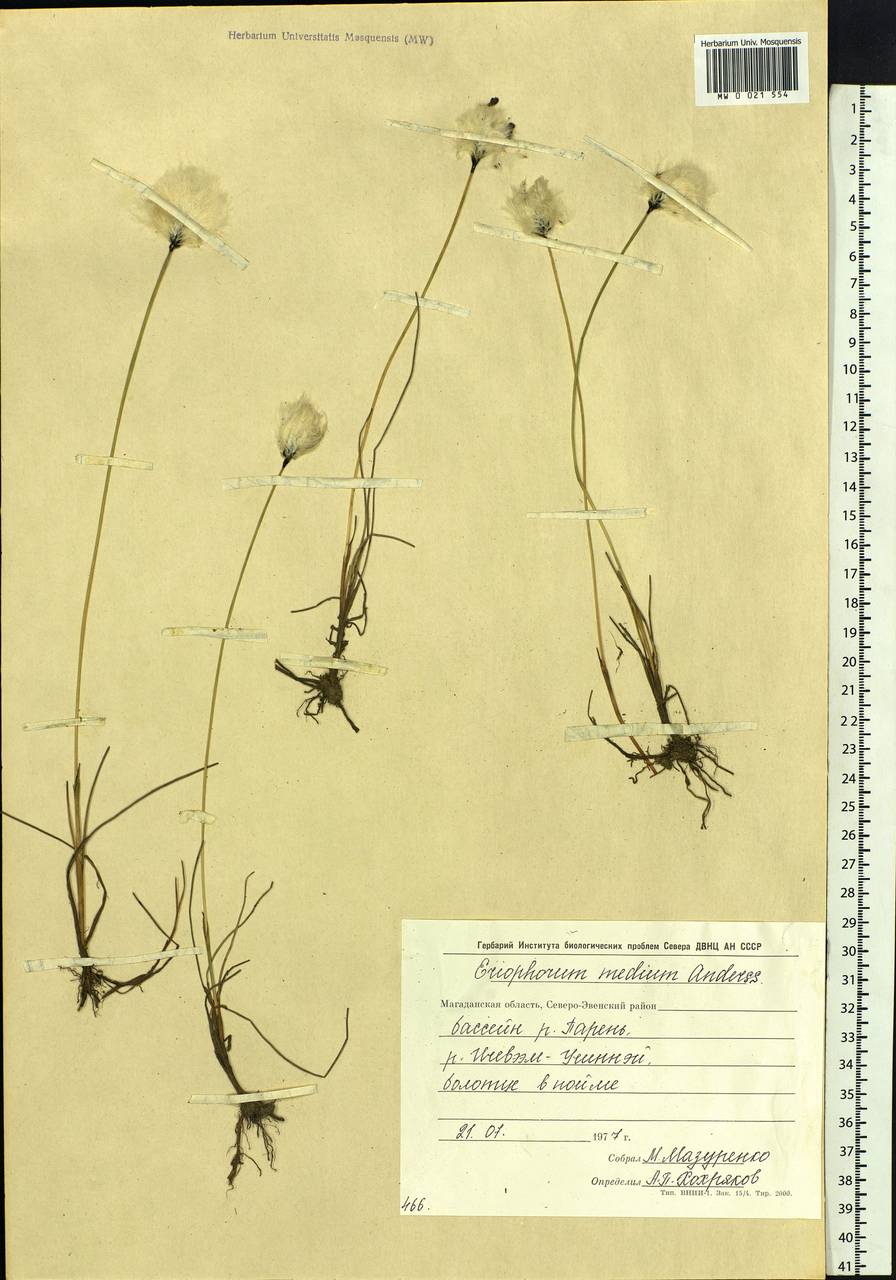 Eriophorum × medium Andersson, Сибирь, Чукотка и Камчатка (S7) (Россия)