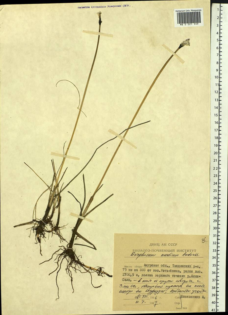 Eriophorum × medium Andersson, Сибирь, Дальний Восток (S6) (Россия)