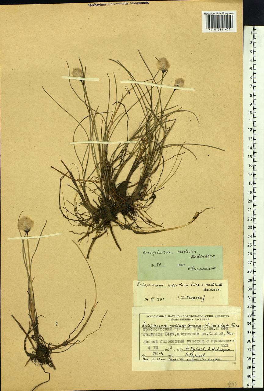 Eriophorum × medium Andersson, Сибирь, Центральная Сибирь (S3) (Россия)