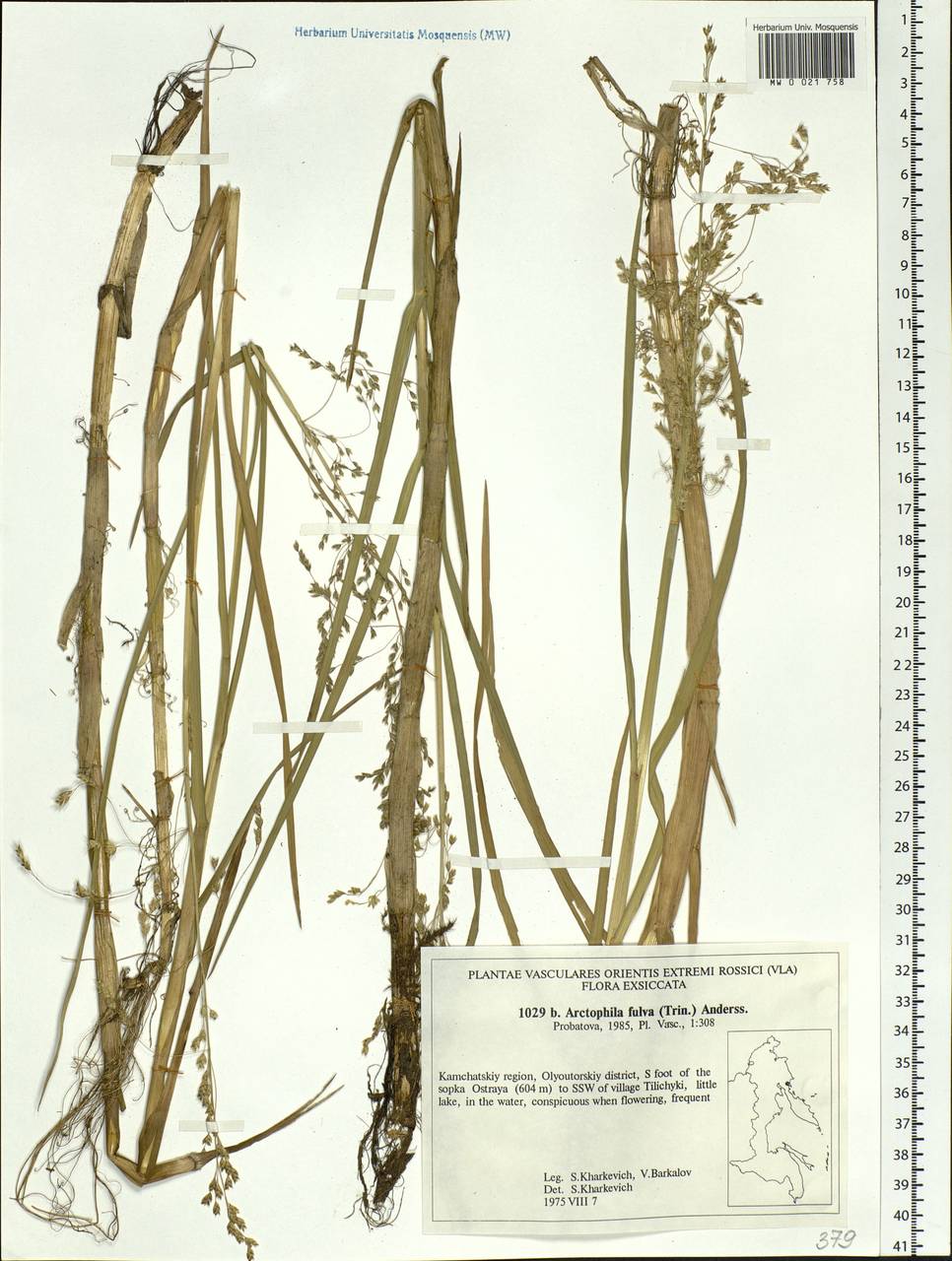 Dupontia fulva (Trin.) Röser & Tkach, Сибирь, Чукотка и Камчатка (S7) (Россия)