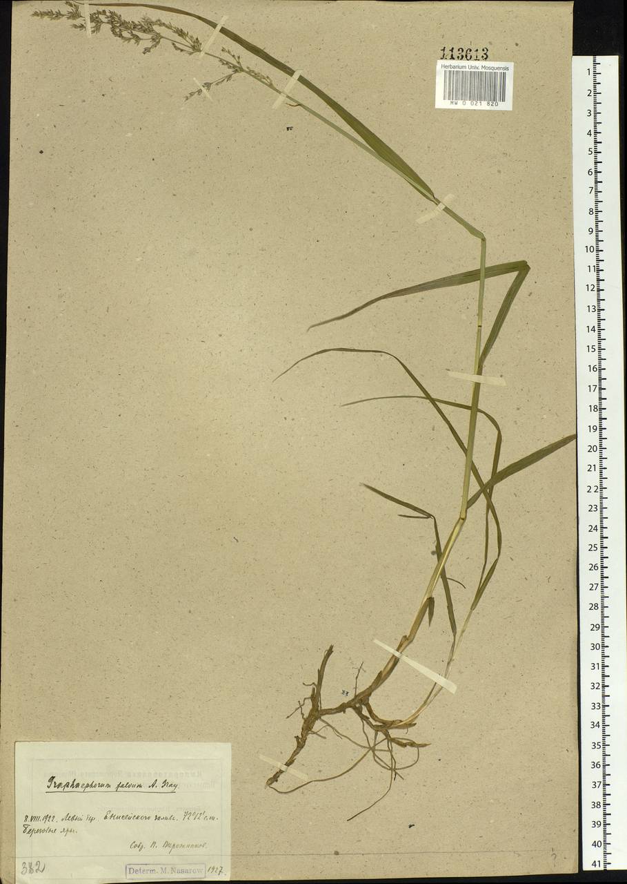 Dupontia fulva (Trin.) Röser & Tkach, Сибирь, Центральная Сибирь (S3) (Россия)