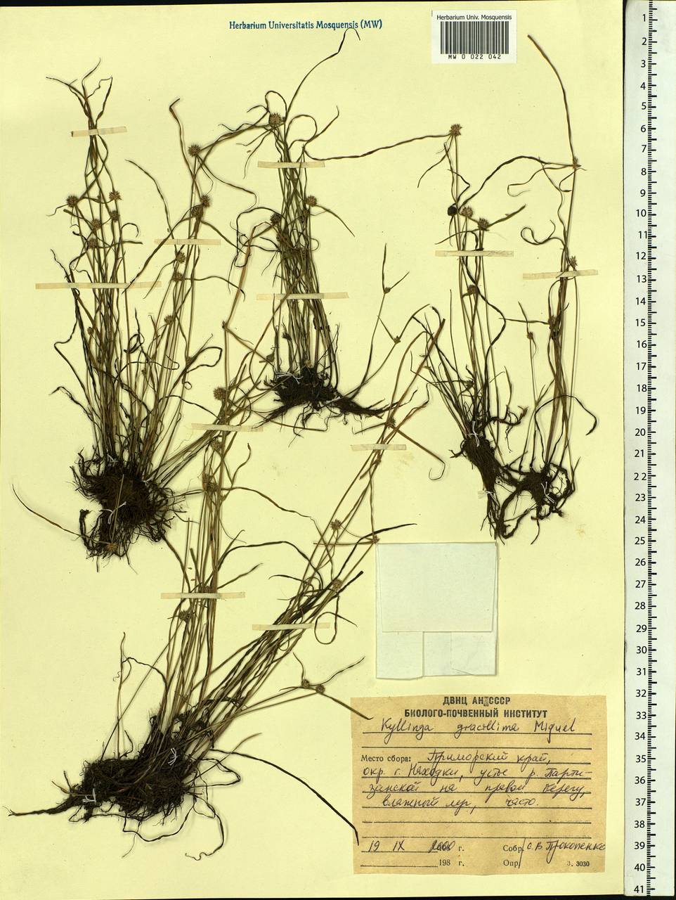 Cyperus brevifolioides Thieret & Delahouss., Сибирь, Дальний Восток (S6) (Россия)