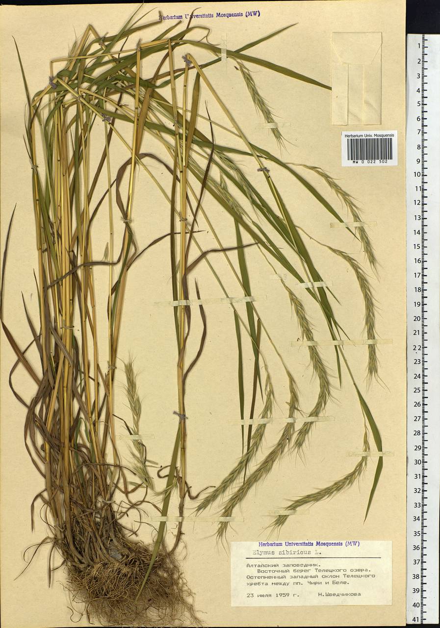 Волоснец Сибирский, Пырейник Сибирский (Elymus sibiricus l.)