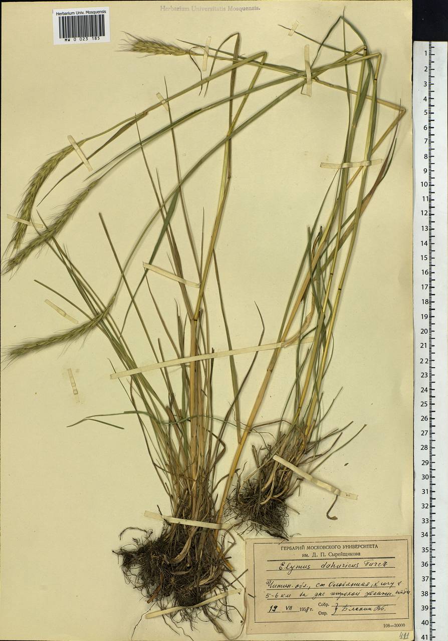 Campeiostachys dahurica (Turcz. ex Griseb.) B.R.Baum, J.L.Yang & C.Yen, Сибирь, Прибайкалье и Забайкалье (S4) (Россия)