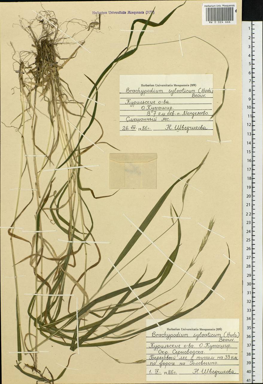 Коротконожка лесная (Huds.) P.Beauv., Сибирь, Дальний Восток (S6) (Россия)