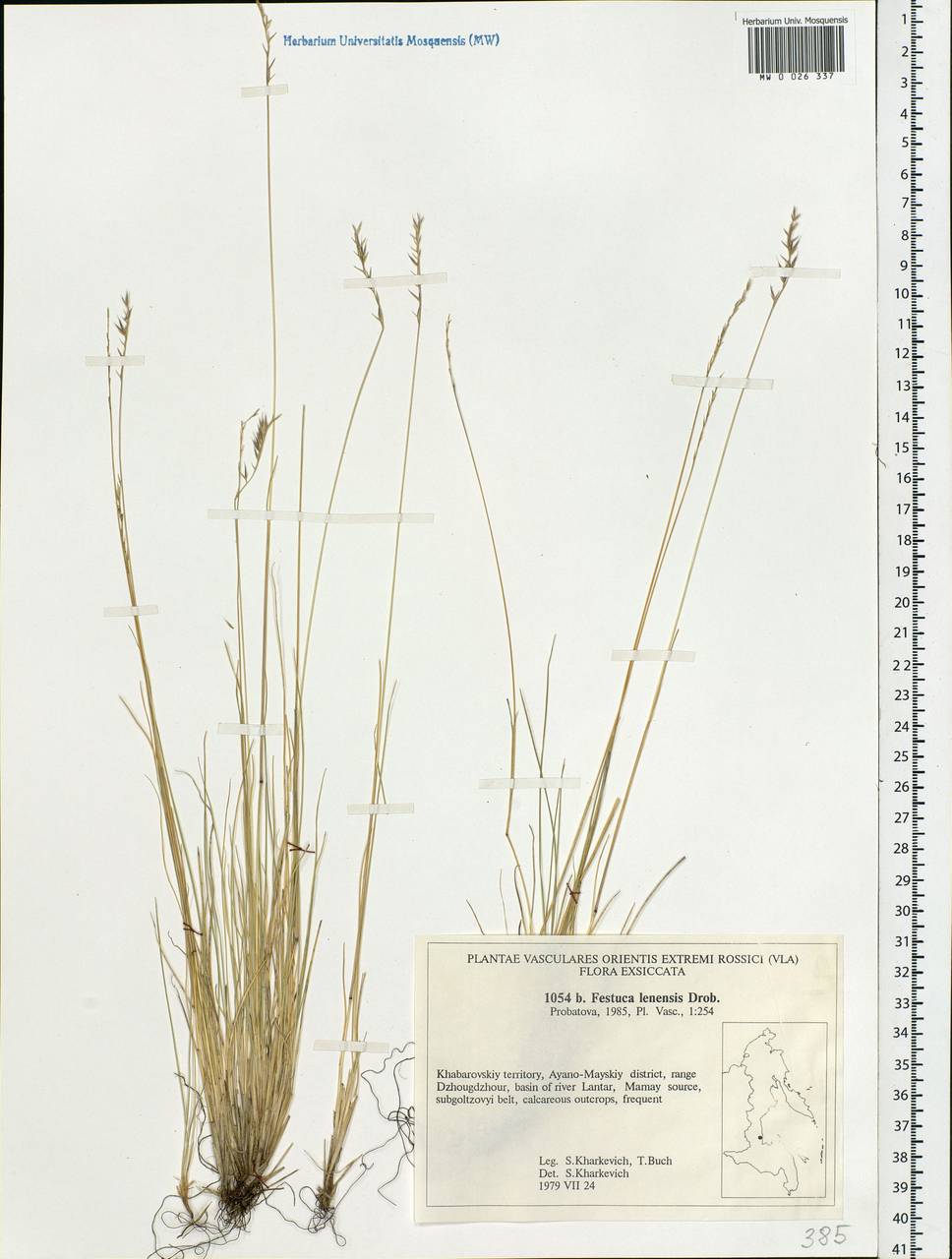 MW0026337, Festuca lenensis (Овсяница ленская), specimen