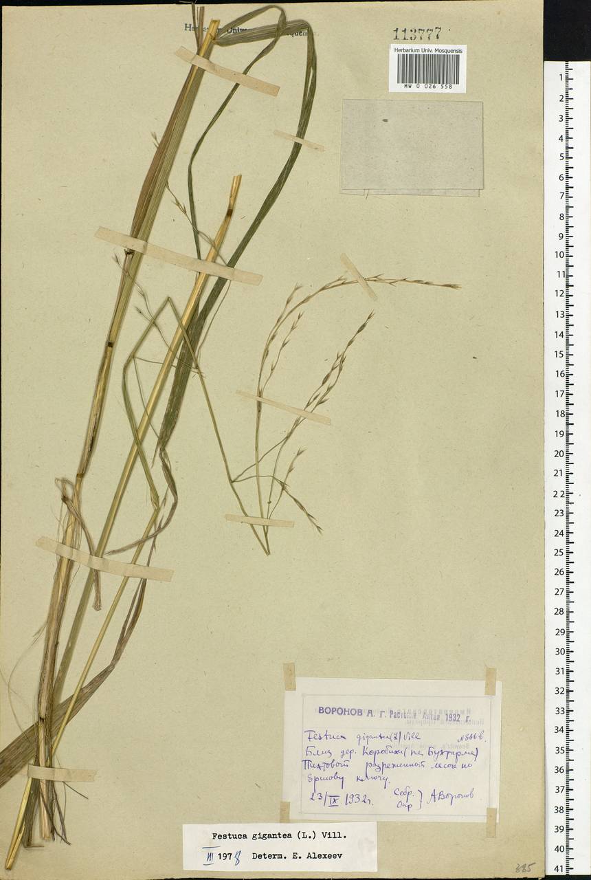 Lolium giganteum (L.) Darbysh., Сибирь, Западный (Казахстанский) Алтай (S2a) (Казахстан)