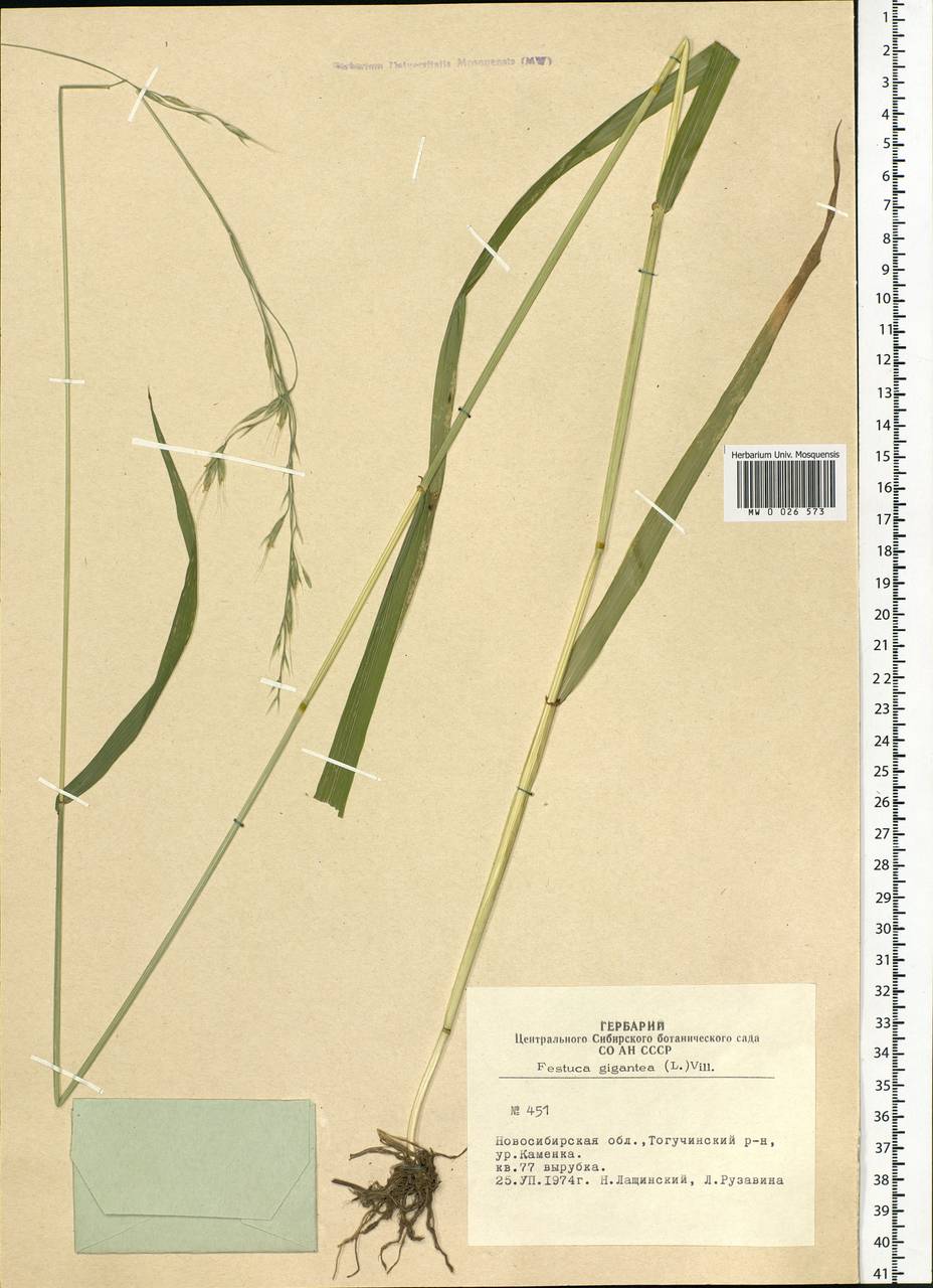 Lolium giganteum (L.) Darbysh., Сибирь, Западная Сибирь (S1) (Россия)