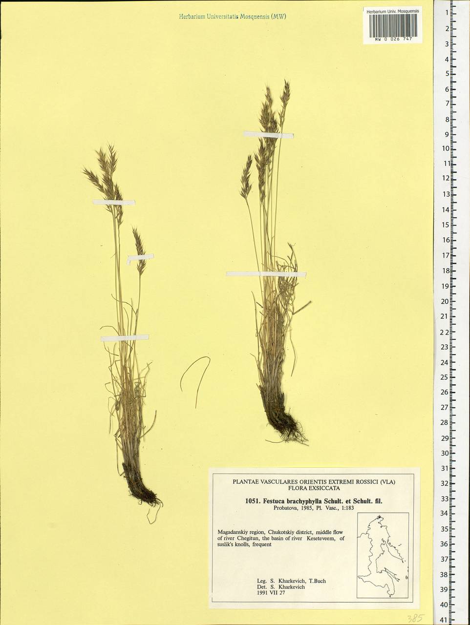 Овсяница коротколистная Schult. & Schult.f., Сибирь, Чукотка и Камчатка (S7) (Россия)