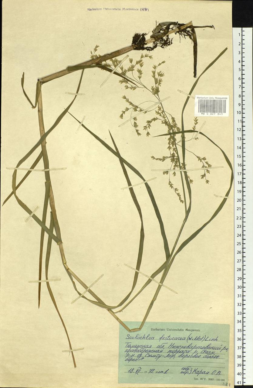 Тростянка овсяницевидная (Willd.) Link, Сибирь, Западная Сибирь (S1) (Россия)