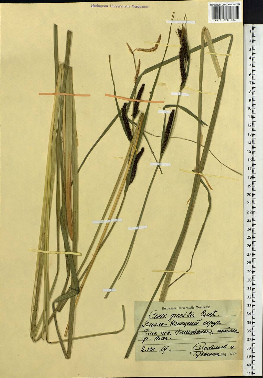 Осока острая L., Сибирь, Западная Сибирь (S1) (Россия)