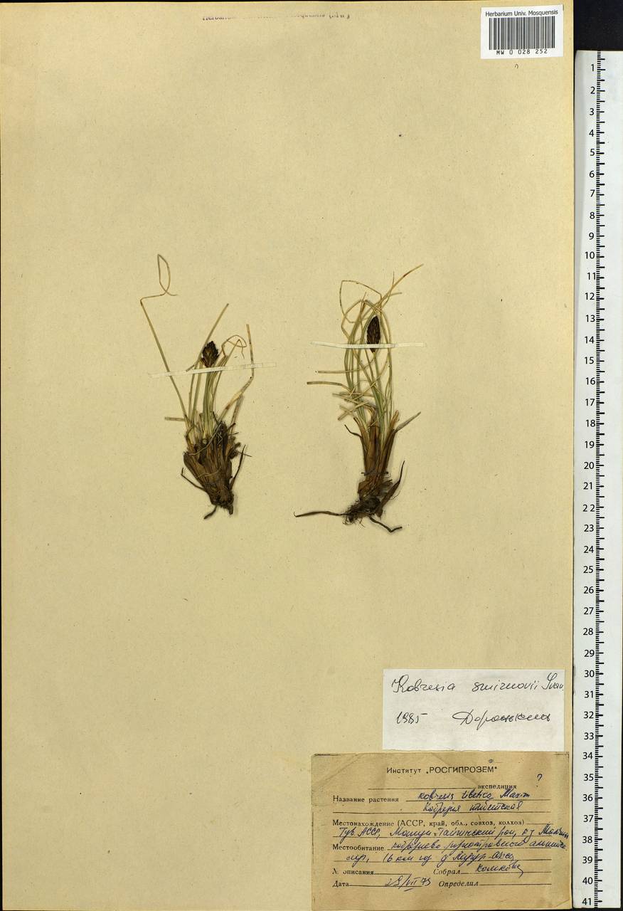 Carex borealipolaris S.R.Zhang, Сибирь, Алтай и Саяны (S2) (Россия)