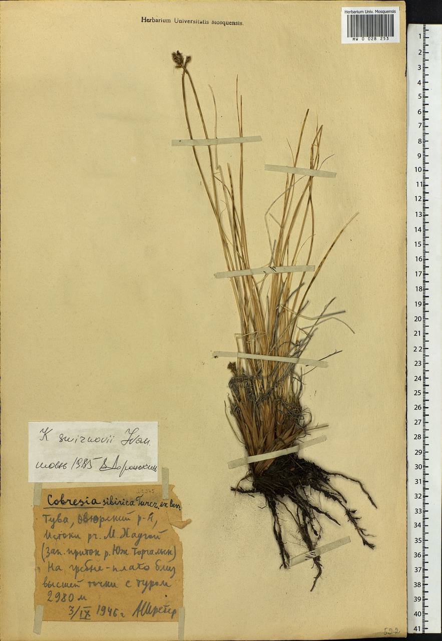 Carex borealipolaris S.R.Zhang, Сибирь, Алтай и Саяны (S2) (Россия)