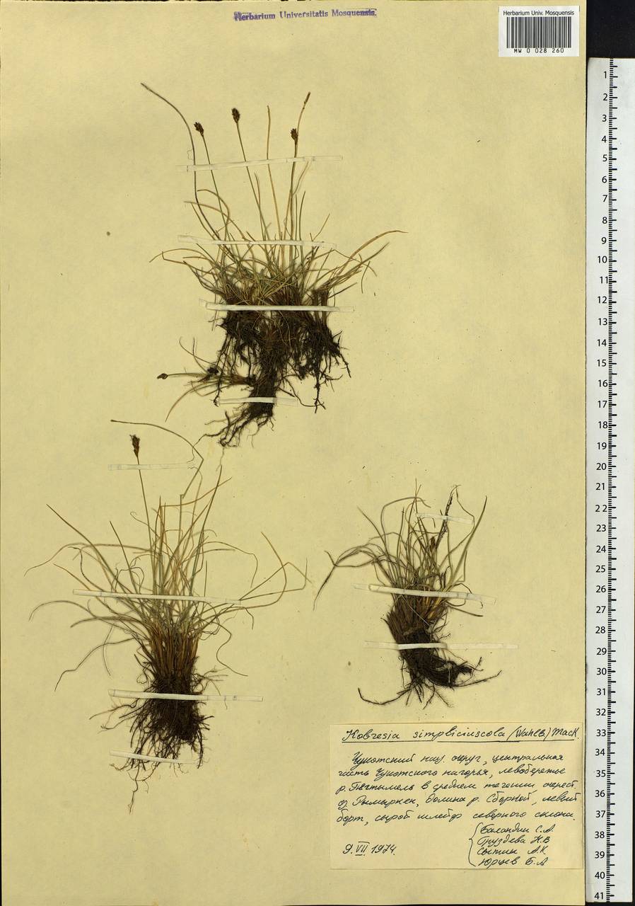 Carex simpliciuscula Wahlenb., Сибирь, Чукотка и Камчатка (S7) (Россия)