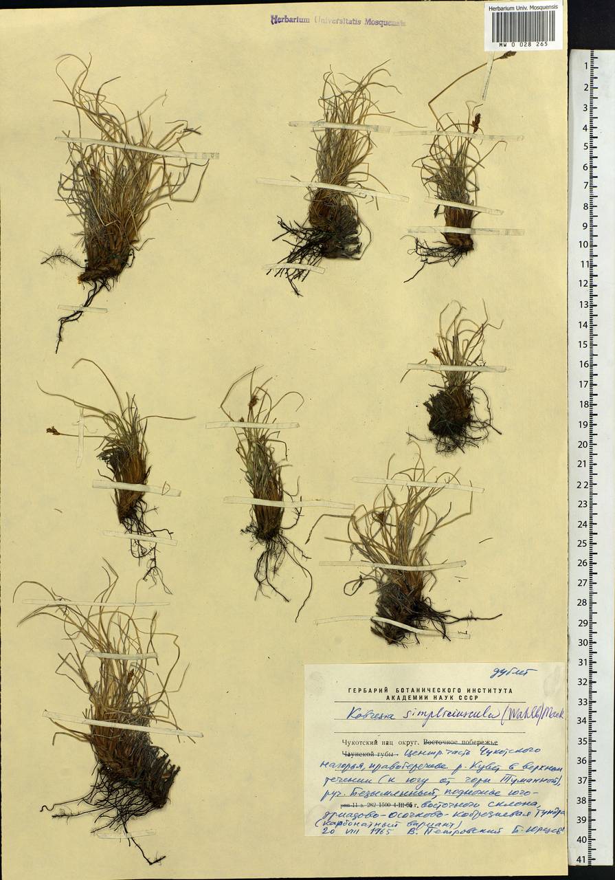 Carex simpliciuscula Wahlenb., Сибирь, Чукотка и Камчатка (S7) (Россия)