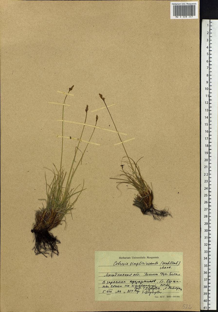 Carex simpliciuscula Wahlenb., Сибирь, Чукотка и Камчатка (S7) (Россия)