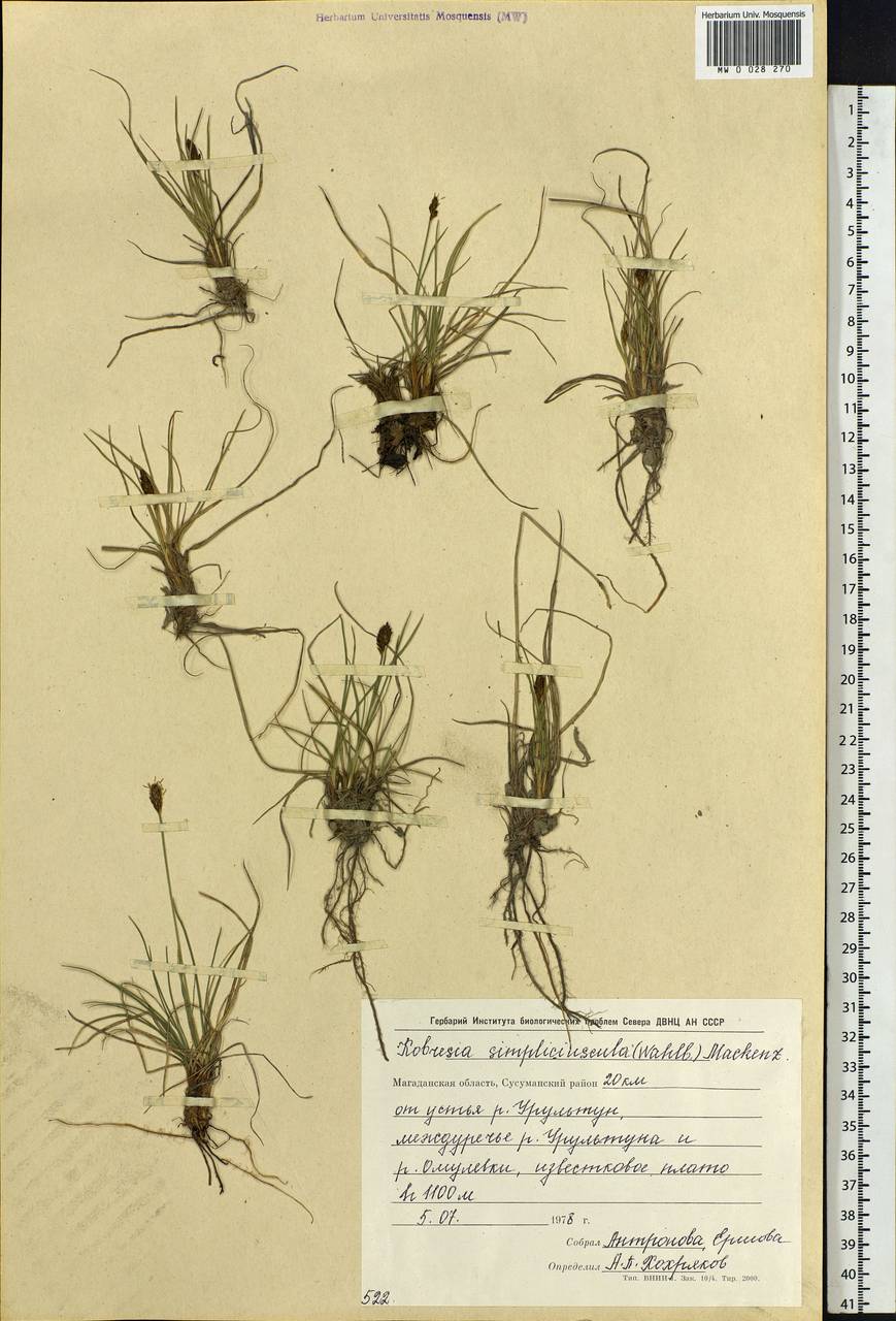 Carex simpliciuscula Wahlenb., Сибирь, Чукотка и Камчатка (S7) (Россия)