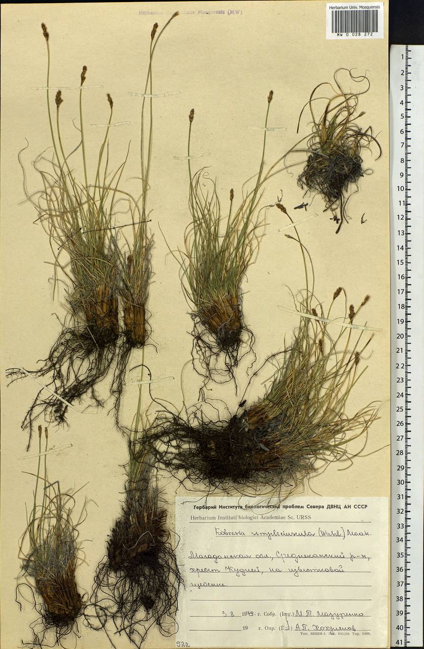Carex simpliciuscula Wahlenb., Сибирь, Чукотка и Камчатка (S7) (Россия)